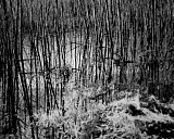 Arbres