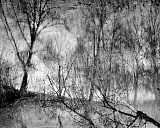Arbres