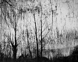 Arbres