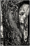 Regard - Songes