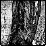 Refuge-I - Arbres
