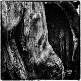 Racine-os - Arbres