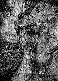 Le solitaire - Arbres