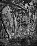 Arbres