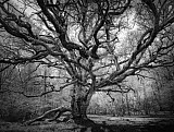Ch&ecirc;ne de Sazeirat - Arbres