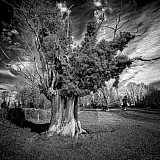 Arbres