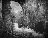 Arbres