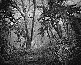 Arbres