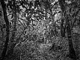 Arbres