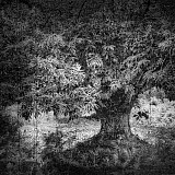 Arbres