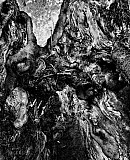 Arbres
