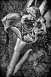 Ophrys