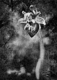 Ophrys