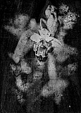 Ophrys