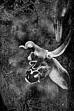 Ophrys