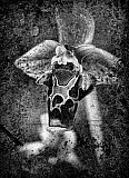 Ophrys