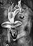Ophrys