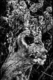Arbre-Christ - Arbres