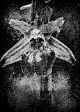 Ophrys
