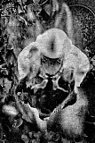 Ophrys
