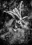 Ophrys