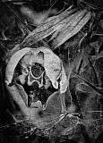 Ophrys