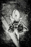 Ophrys