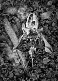 Ophrys
