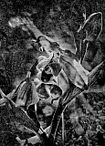 Ophrys