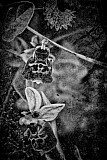 Ophrys