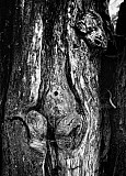 Mutant - Arbres