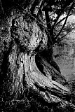 Arbres