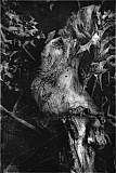 Arbre-oiseau - Mati&egrave;res