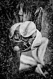Ophrys