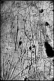 Graffiti /Ch&acirc;teau de Tourno&euml;l