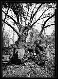 Arbre-rocher - Arbres