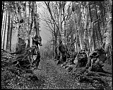 Les G&eacute;ants - Arbres