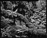 Paysages